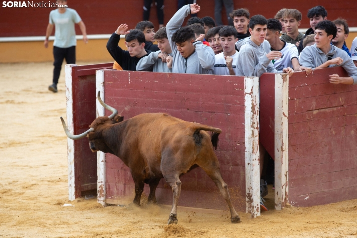 Vaquillas San Saturio