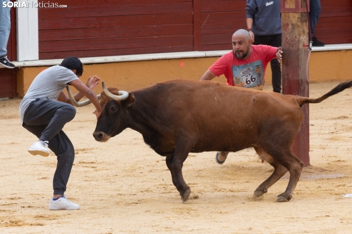 Vaquillas San Saturio