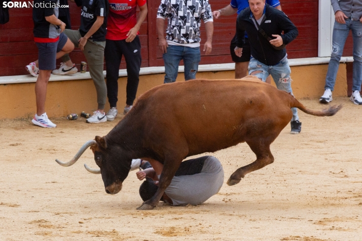 Vaquillas San Saturio