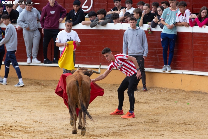 Vaquillas San Saturio