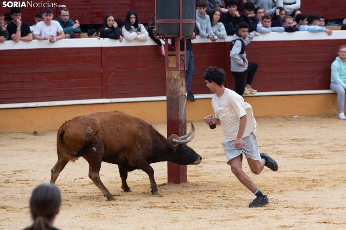 Vaquillas San Saturio