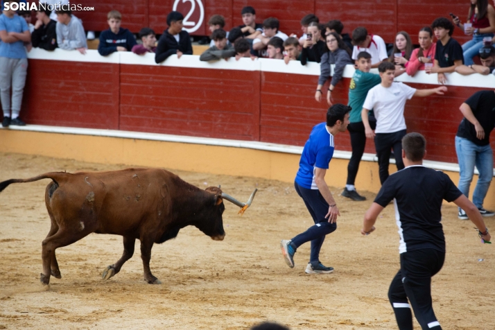 Vaquillas San Saturio