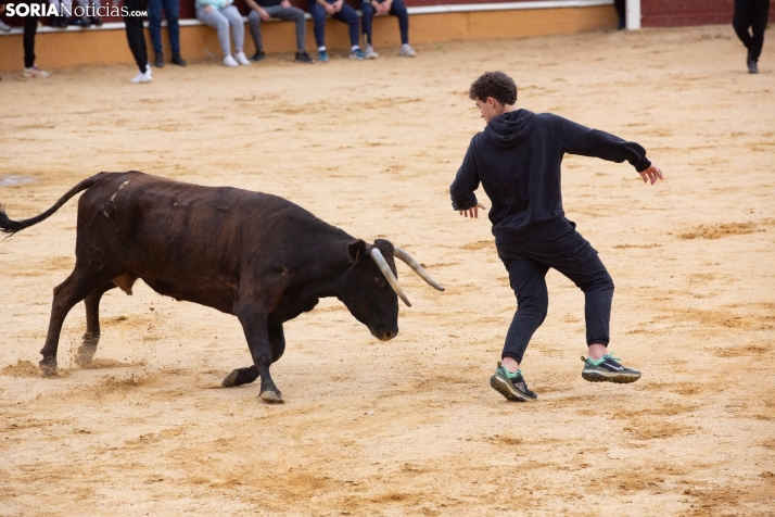 Vaquillas San Saturio