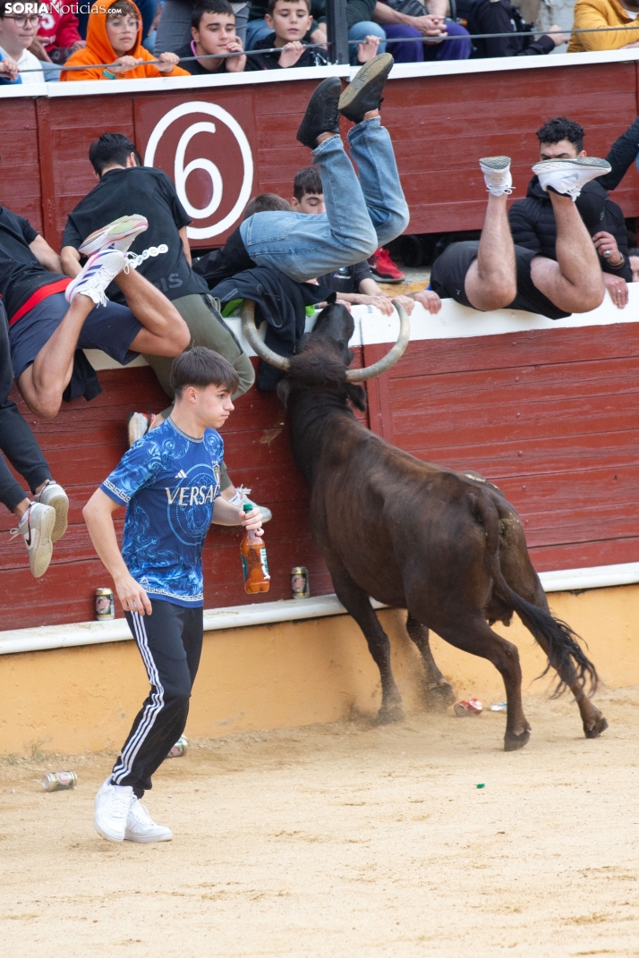 Vaquillas San Saturio