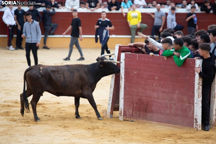 Vaquillas San Saturio