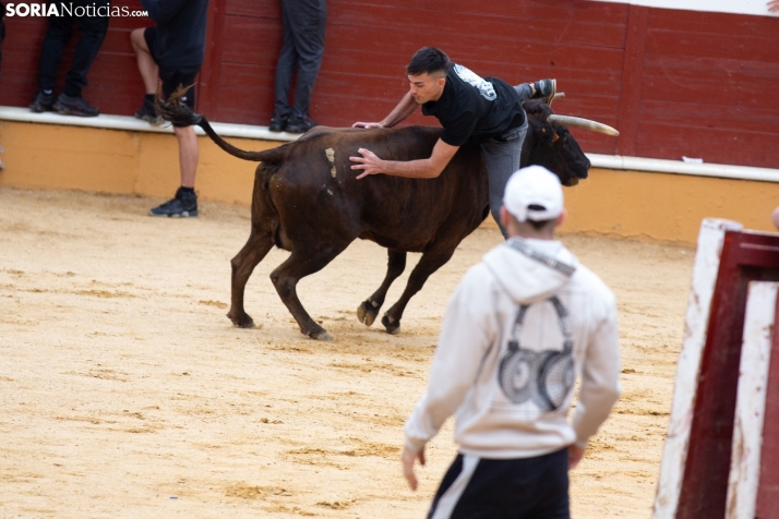 Vaquillas San Saturio