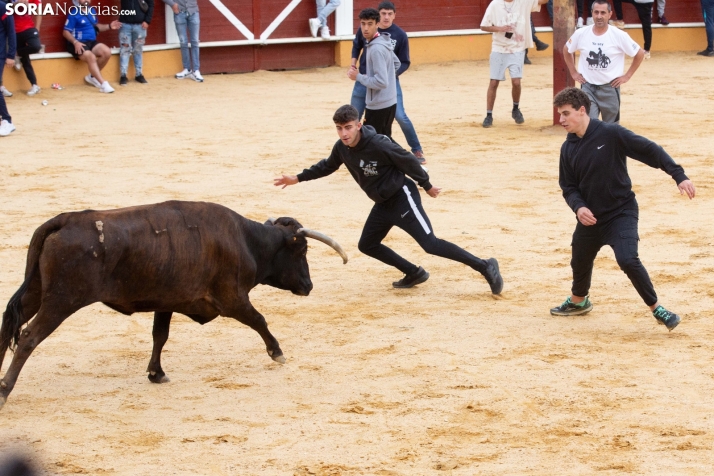 Vaquillas San Saturio