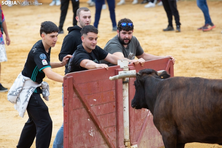 Vaquillas San Saturio