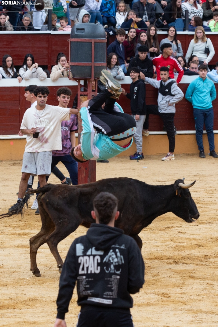 Vaquillas San Saturio