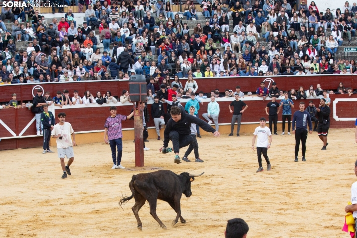 Vaquillas San Saturio