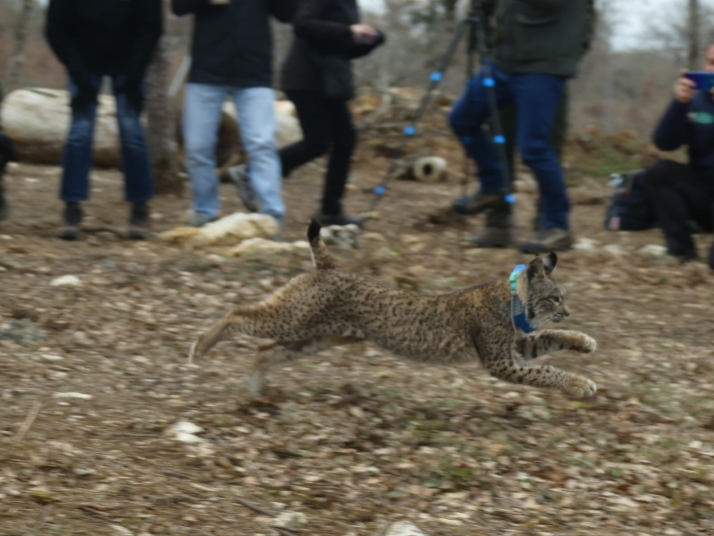 Liberados dos nuevos linces ibéricos en el Cerrato Palentino, del total de 9 ejemplares que se soltarán a lo largo de 2026 | Imagen 1