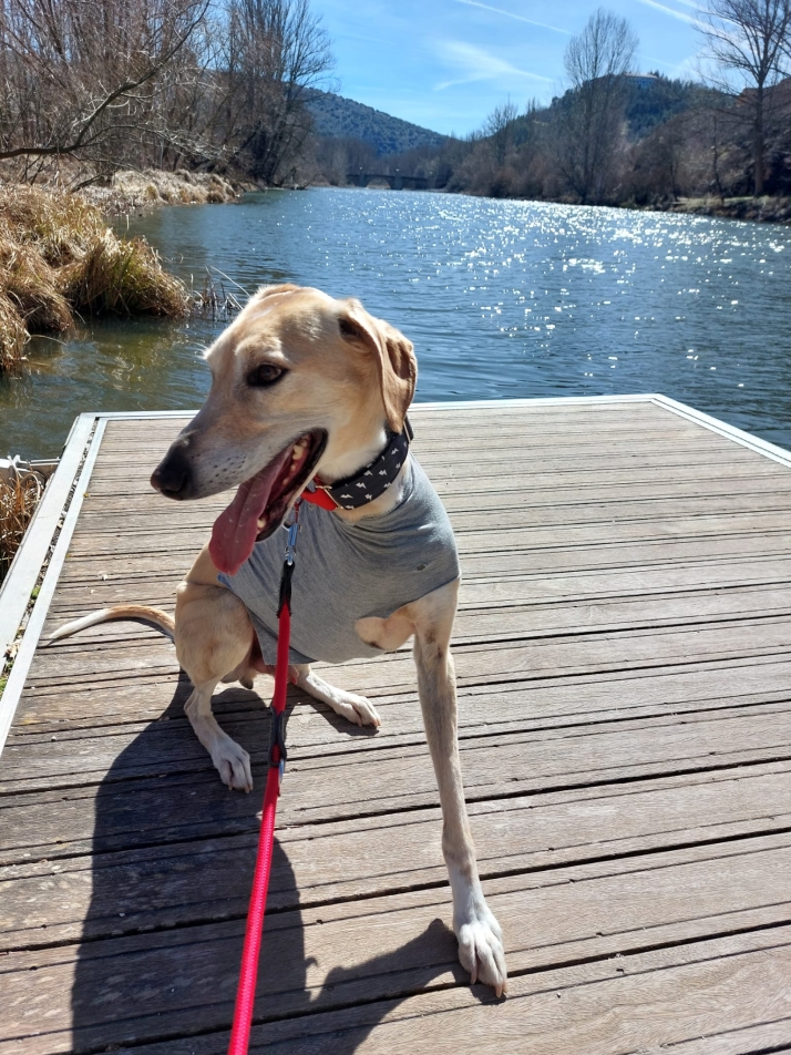 Adoptar a un animal con discapacidad: La historia del perro soriano que ha conmovido a Instagram | Imagen 2