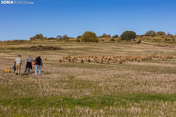 Trashumancia Castilfrío./ Viksar Fotografía