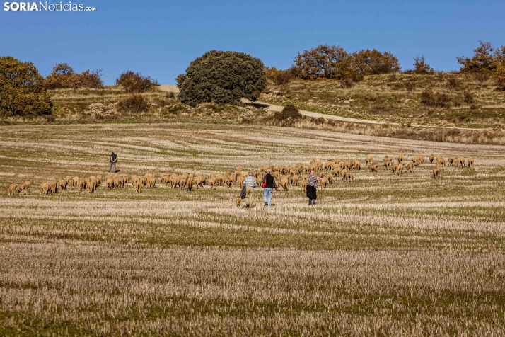 Trashumancia Castilfrío./ Viksar Fotografía