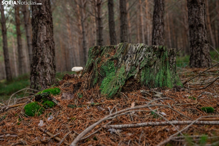 Primer paseo micológico. /Viksar Fotografía