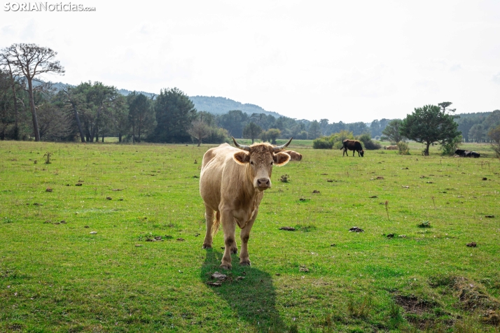 Primer paseo micológico. /Viksar Fotografía