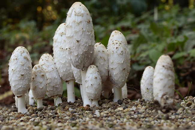 Setas de primavera en Soria: Todas las joyas de la provincia, desde la colmenilla hasta el Coprinus comatus | Imagen 3