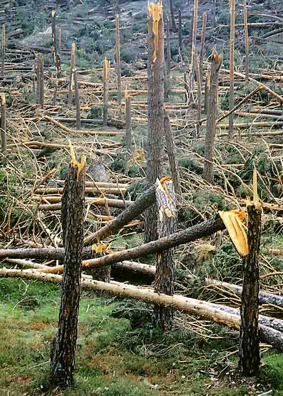 Consecuencias del tornado del 1 de junio de 1999.